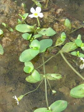 Image of Gila River Water-Hyssop