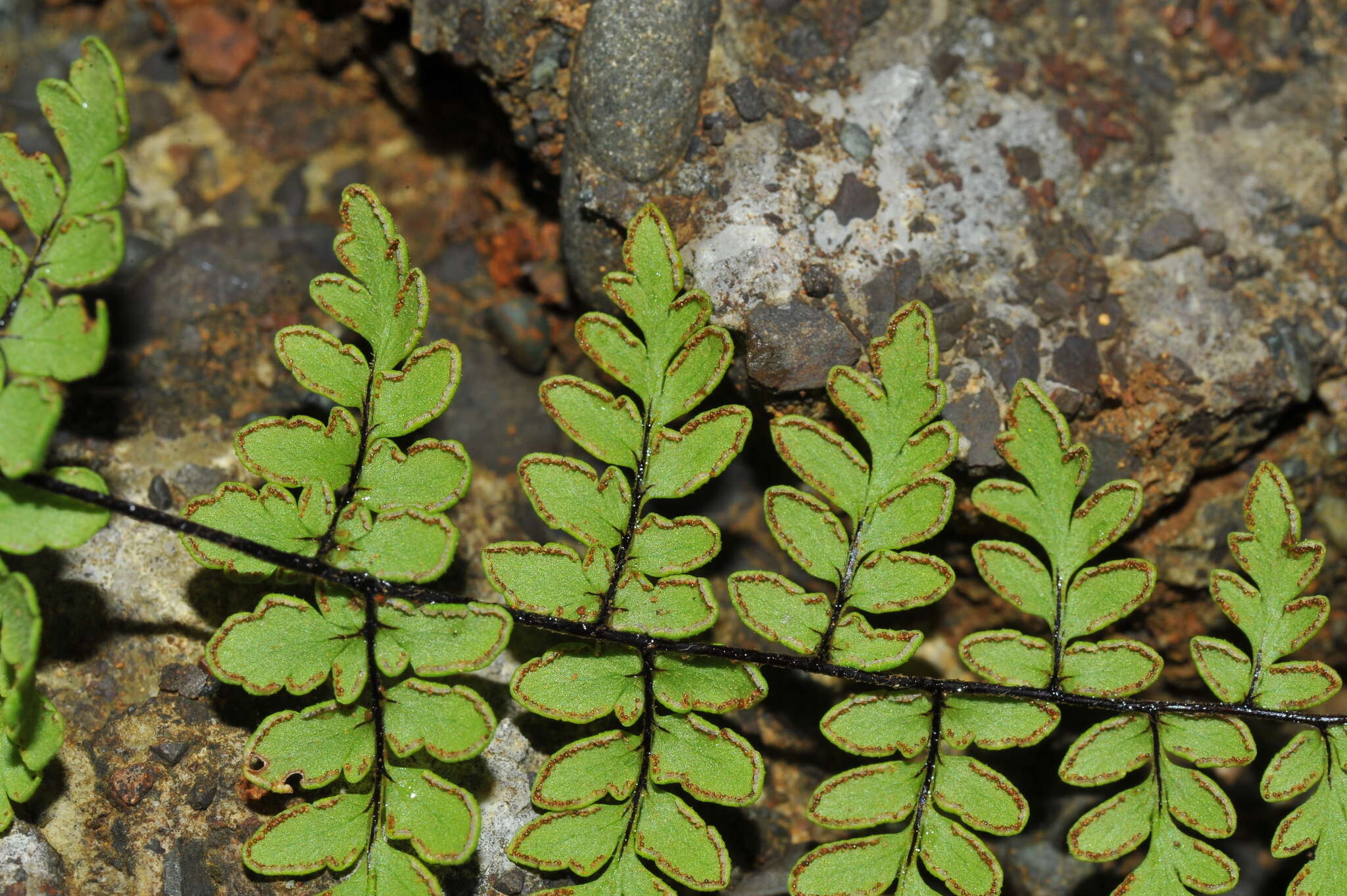 Image of Myriopteris microphylla (Sw.) Grusz & Windham