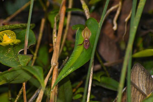 Image de Pleurothallis macra Lindl.