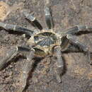 Image of East African Lesser Banded Baboon Spider