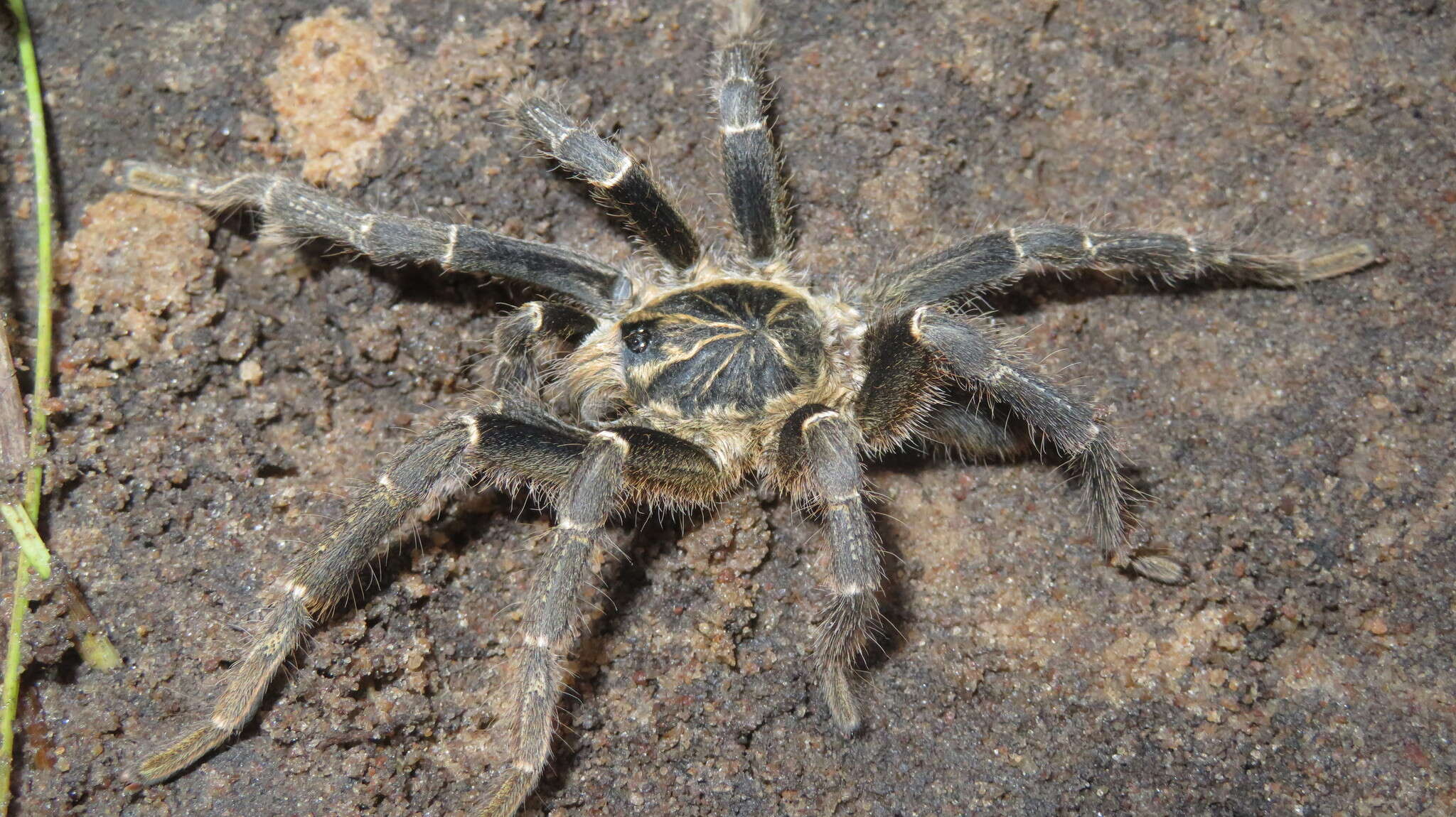 Image of East African Lesser Banded Baboon Spider