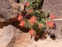 Image de Castilleja scabrida Eastw.