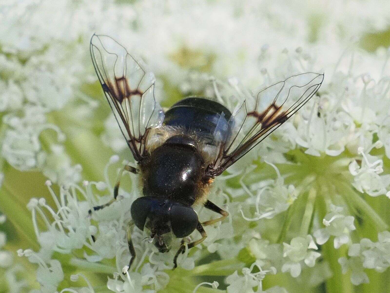 Слика од Eristalis rupium Fabricius 1805