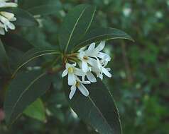 Sivun Osmanthus burkwoodii (Burkwood & Skipwith) P. S. Green kuva