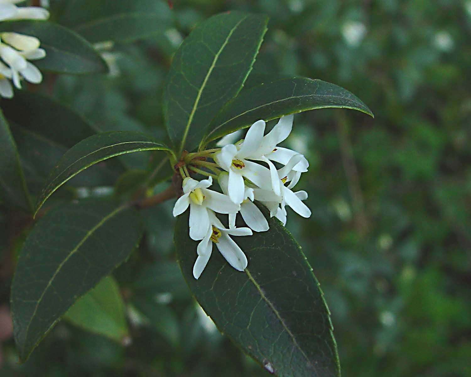 Image of Osmanthus burkwoodii (Burkwood & Skipwith) P. S. Green