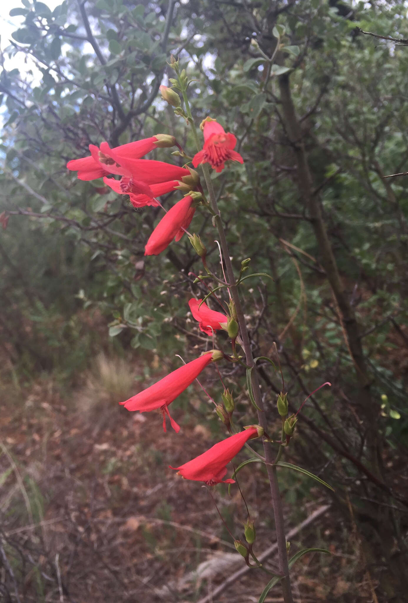 Image de Penstemon barbatus subsp. barbatus