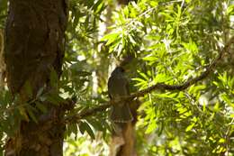 Image of Mauritius Black Bulbul