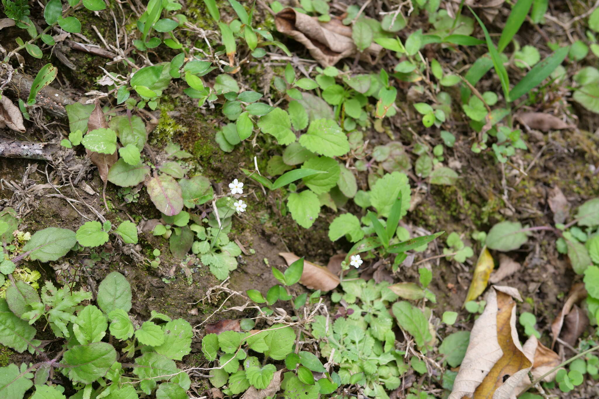 Image of Androsace umbellata (Lour.) Merr.