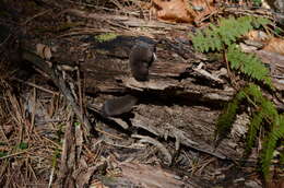 Image of Cinereus Shrew (Masked Shrew)