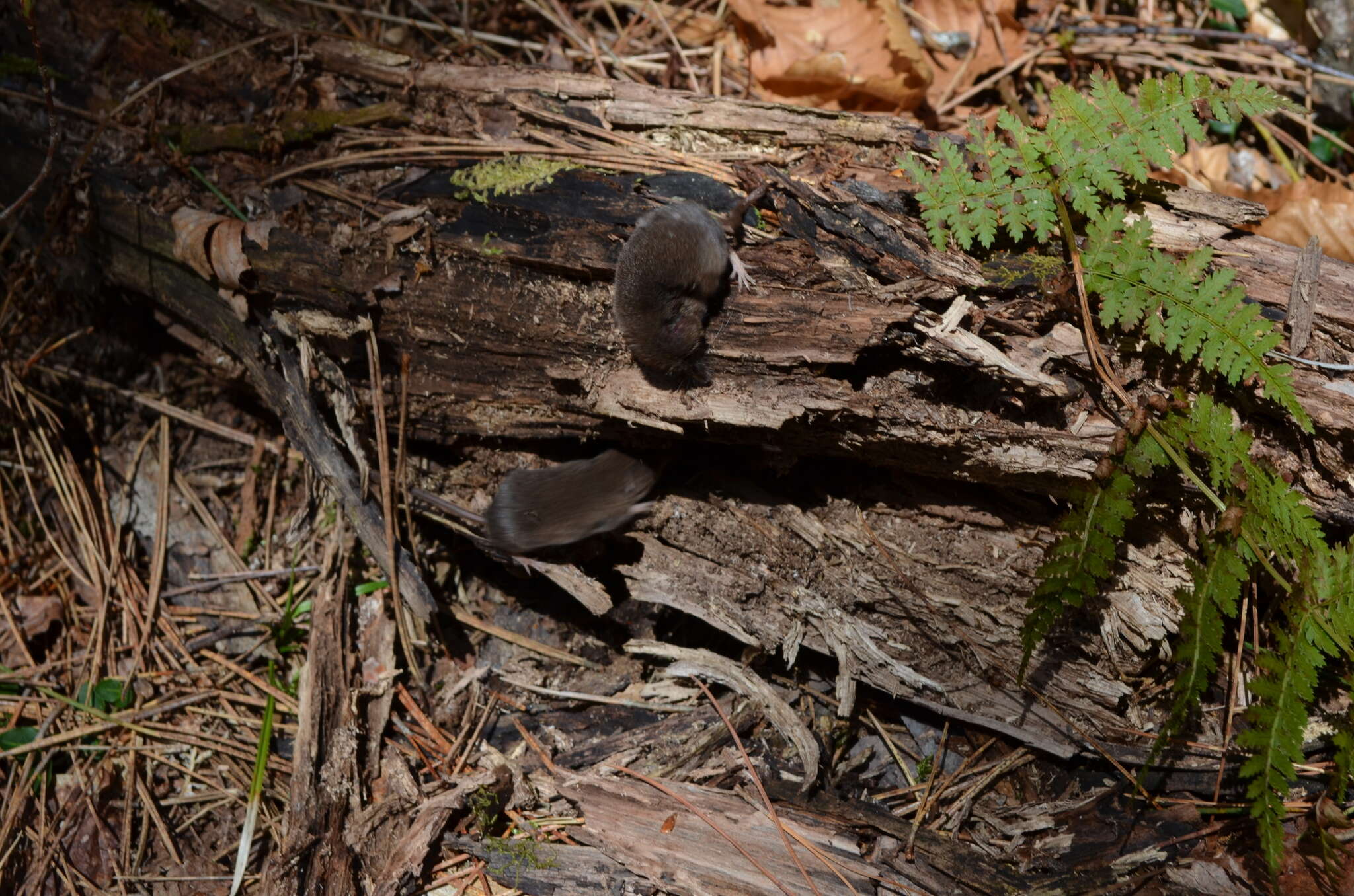 Image of Cinereus Shrew (Masked Shrew)