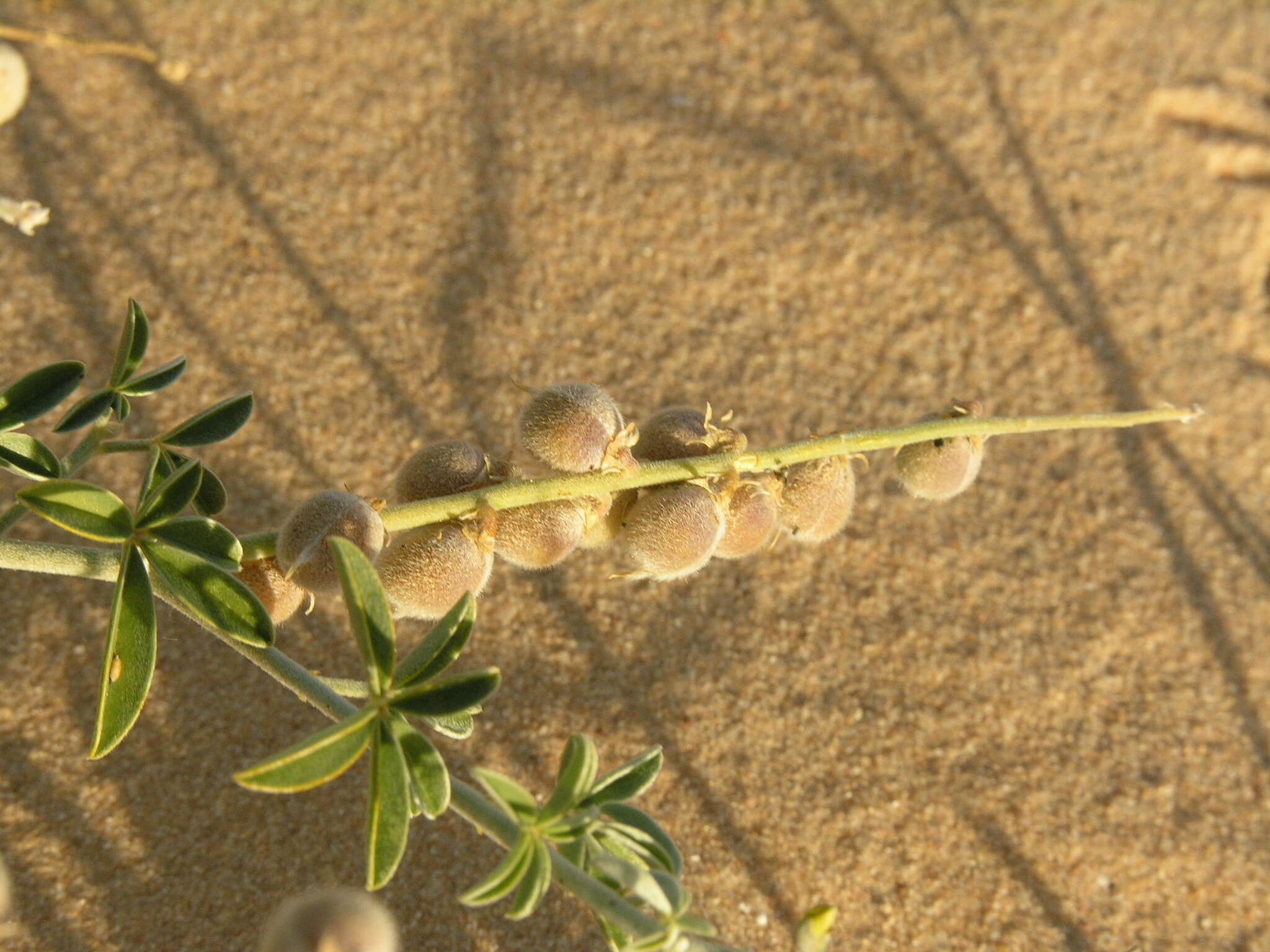 Image de Crotalaria saharae Coss.