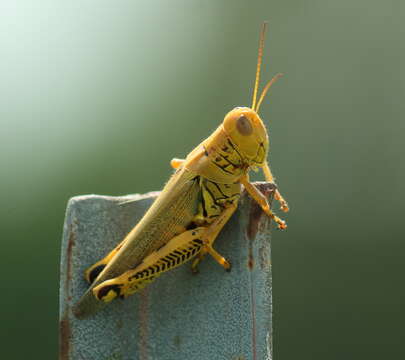 Melanoplus differentialis (Thomas & C. 1865)的圖片