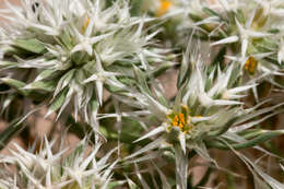 Image of Wilkinson's nailwort