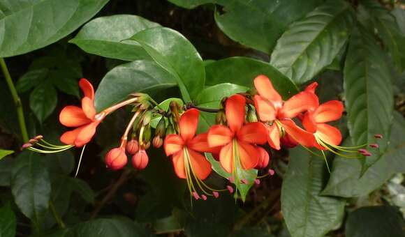 Imagem de Clerodendrum splendens G. Don