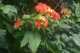 Image of Bauhinia kockiana var. kockiana