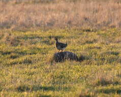 Image of Sharp-tailed Grouse