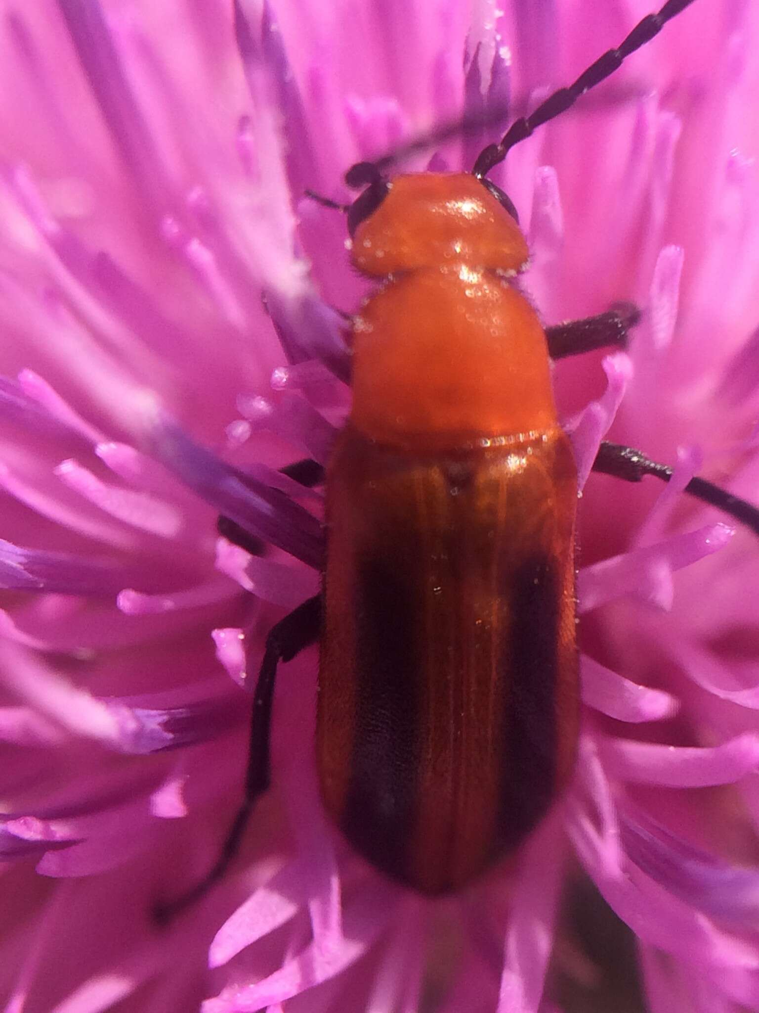 Image of Nemognatha (Nemognatha) piazata bicolor Le Conte 1853