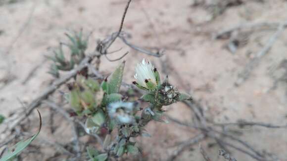 Image of Trichodiadema orientale L. Bol.