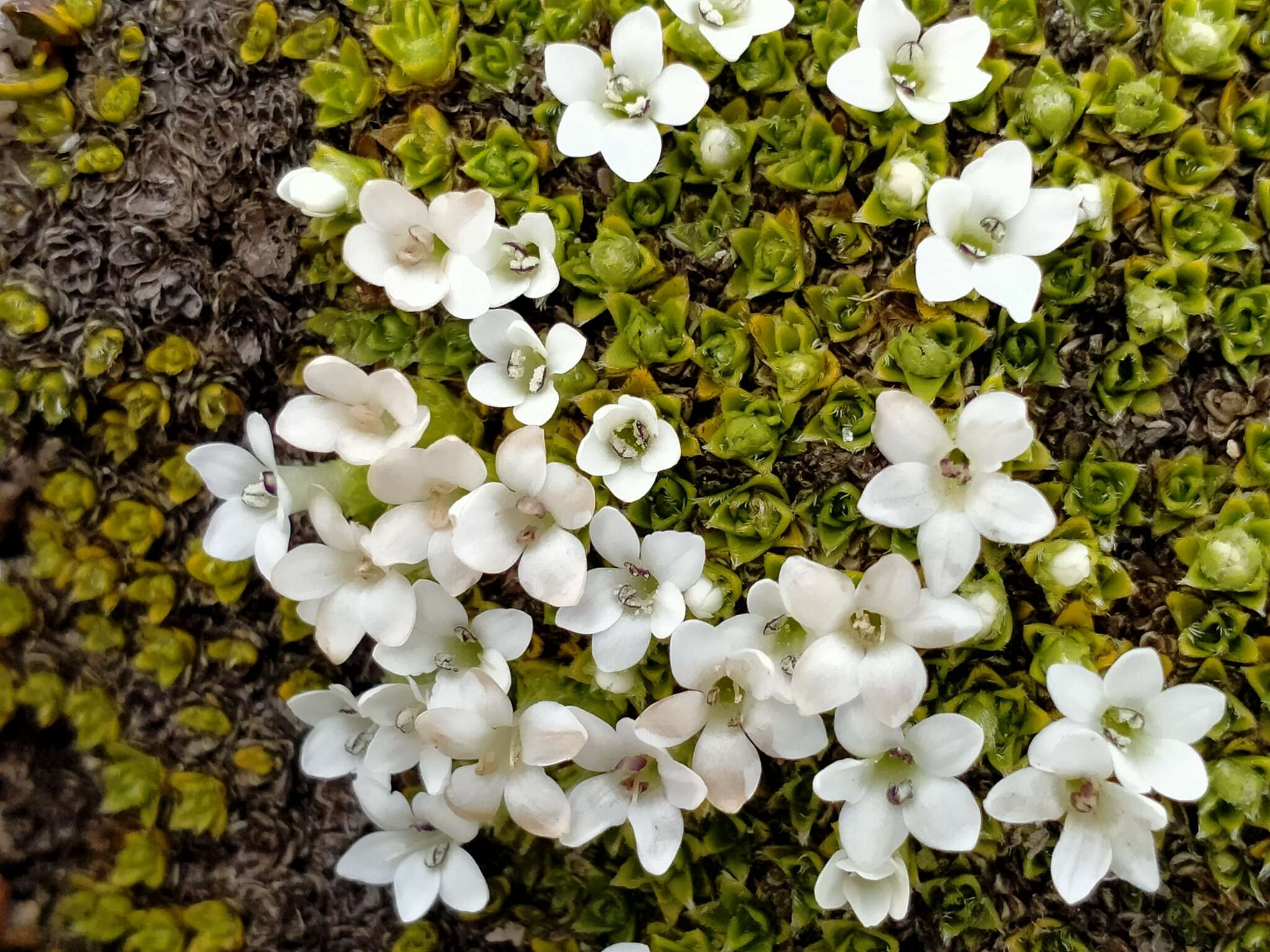 Image of Veronica ciliolata subsp. fiordensis (Ashwin) Meudt