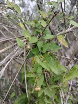 صورة Tragia glanduligera Pax & K. Hoffm.