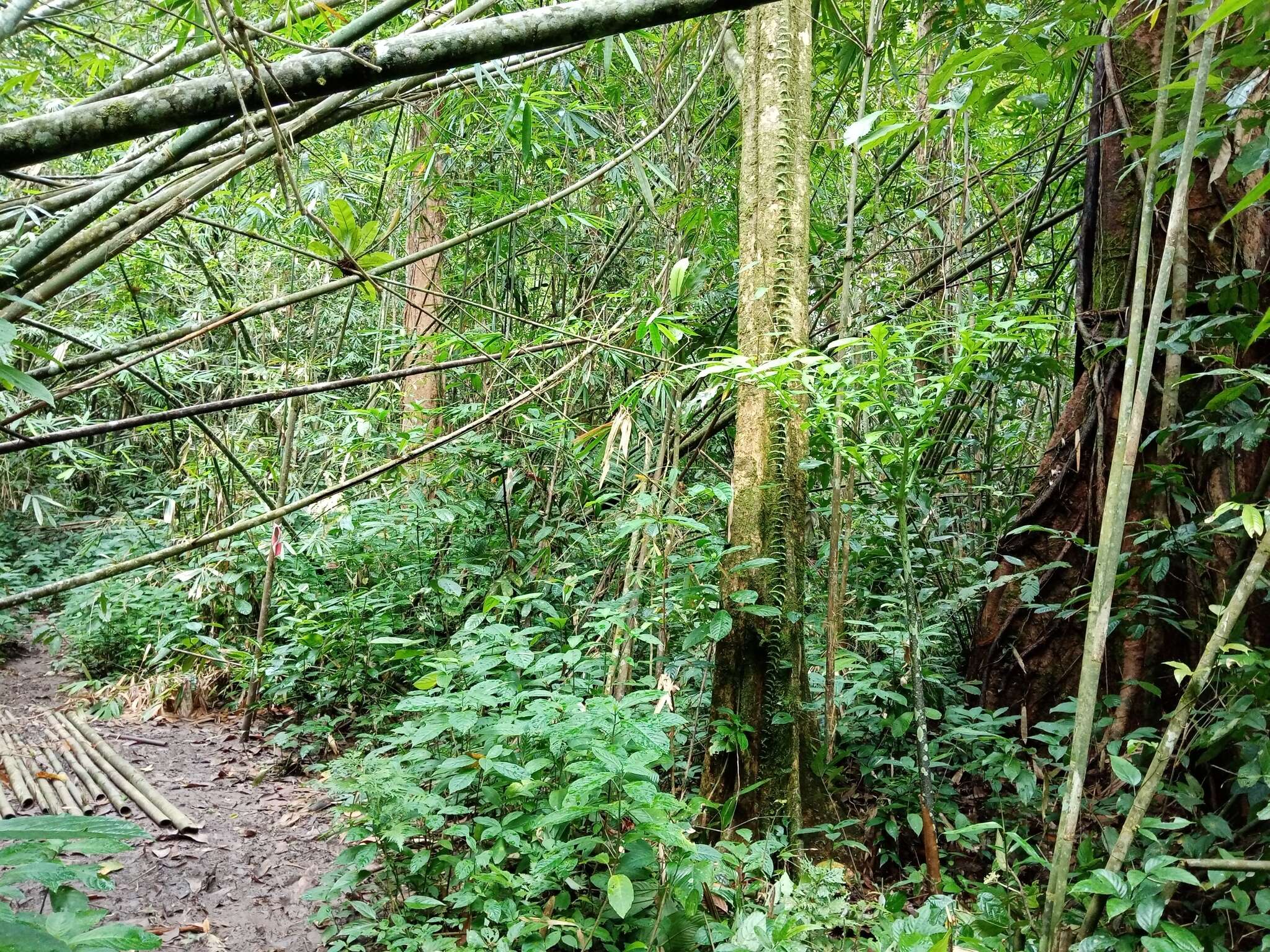 Image of Amorphophallus hewittii Alderw.