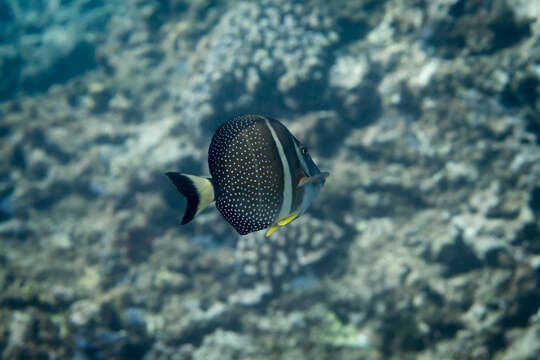 Image of Mustard Surgeonfish