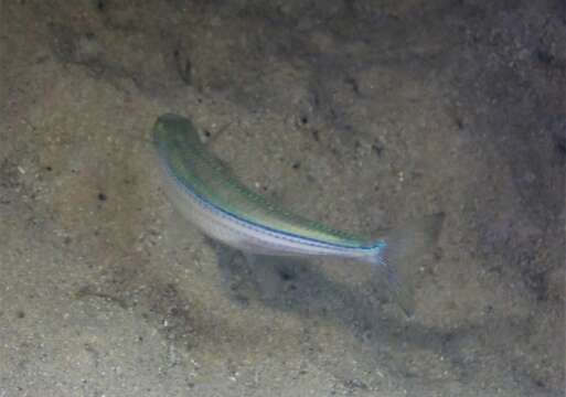 Image of Common hardyhead