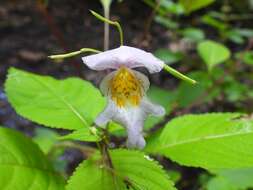 Image of Impatiens edgeworthii Hook. fil.