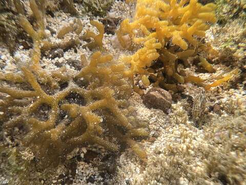 Image of Red algae