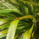 Image of mountain flax