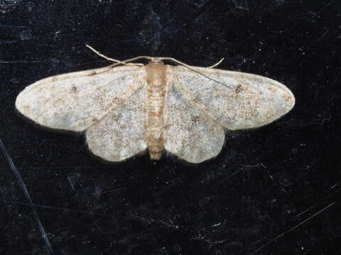 صورة Idaea inquinata Scopoli 1763