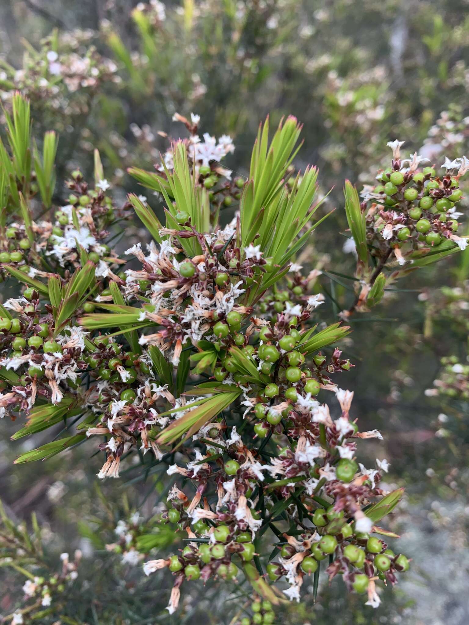 Image of Agiortia cicatricata (J. M. Powell) Quinn