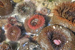 Image of Sandy anemone