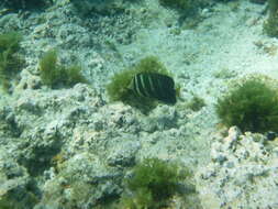 Слика од Zebrasoma veliferum (Bloch 1795)