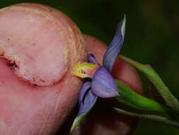 Image of Sun orchid