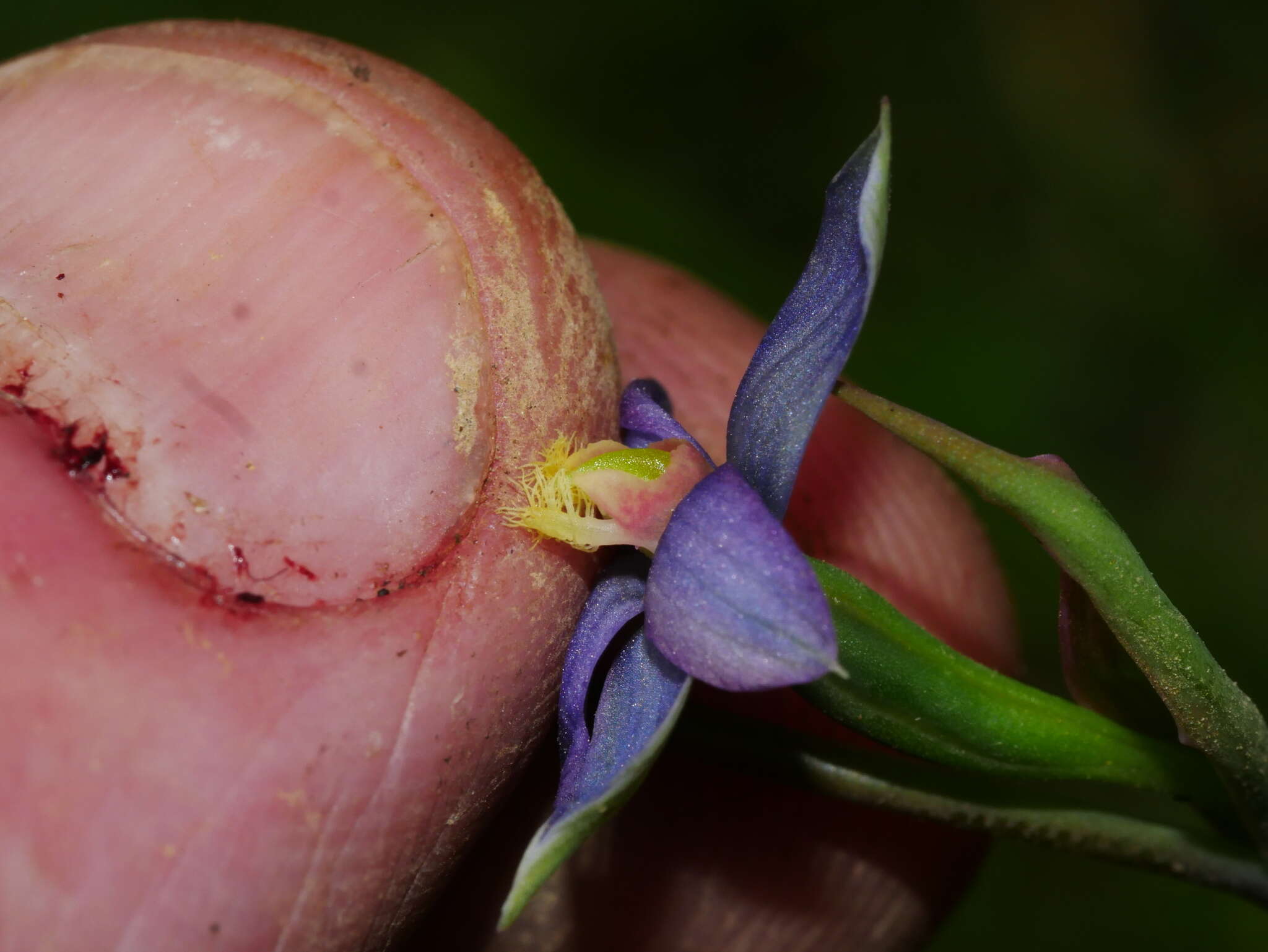 Image of Sun orchid