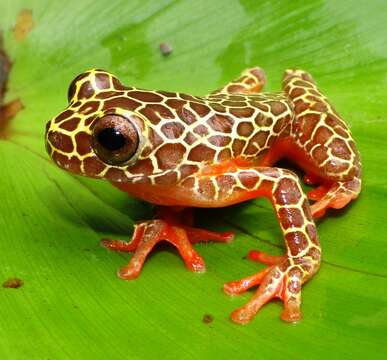 Image de Dendropsophus reticulatus (Jiménez de la Espada 1870)