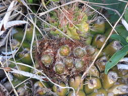 Image of Discocactus hartmannii (K. Schum.) Britton & Rose