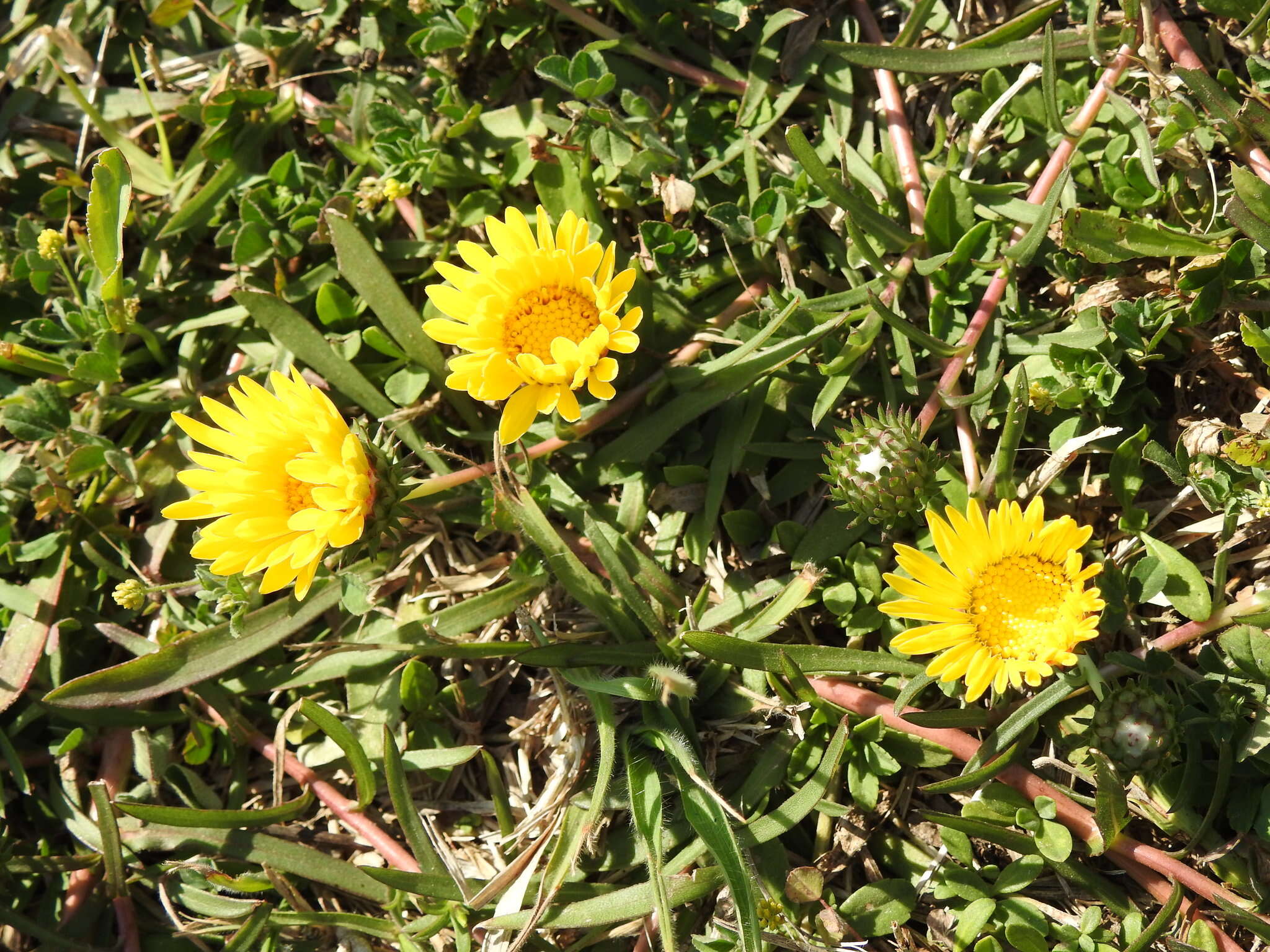 Image of Grindelia scorzonerifolia Hook. & Arn.