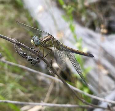 Image of <i>Orthetrum coerulescens anceps</i> (Schneider 1845)