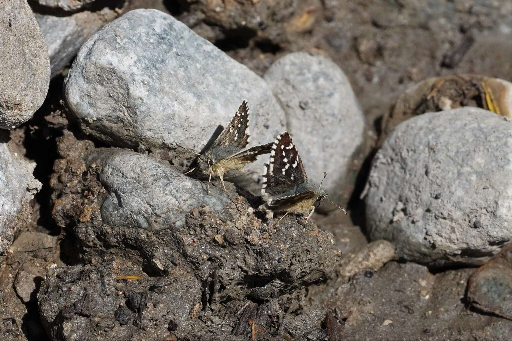 Image of Carline Skipper