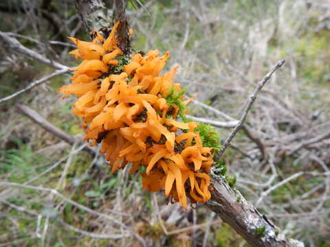 Image de Gymnosporangium clavariiforme (Wulfen) DC. 1805