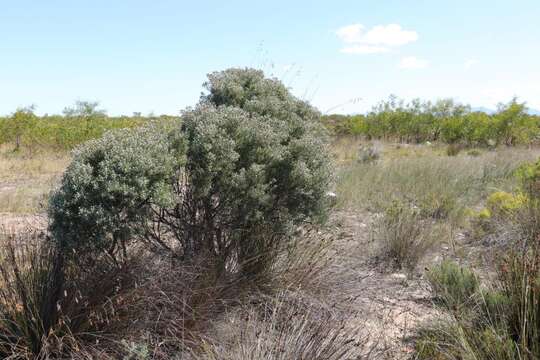 Plancia ëd Leucadendron galpinii Phillips & Hutchinson