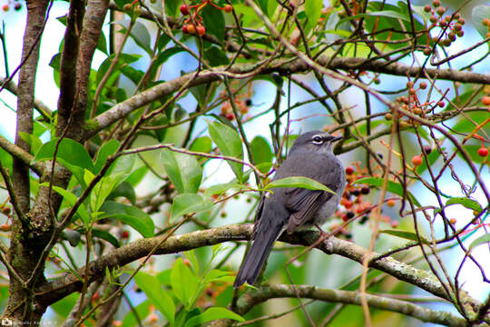 Imagem de Myadestes unicolor Sclater & PL 1857