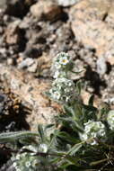 Image of Sierra cryptantha