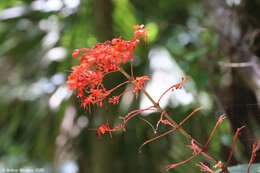 Imagem de Clerodendrum speciosissimum Drapiez