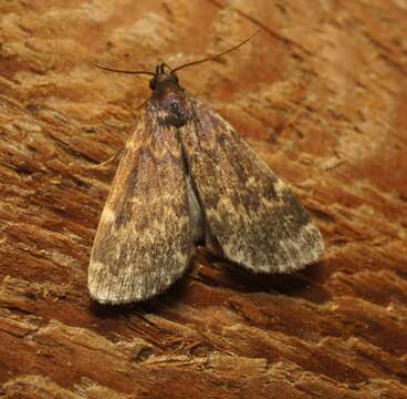 Image of Idia lubricalis Geyer 1832