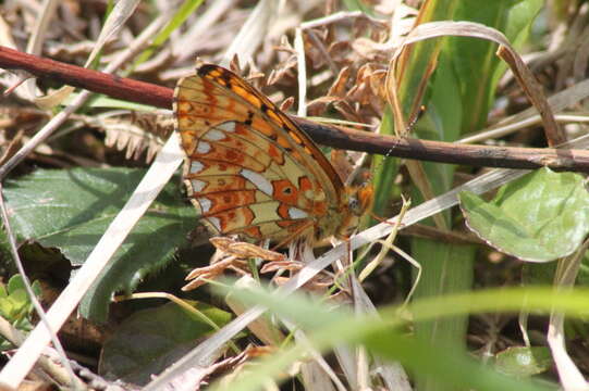 Image of <i>Boloria euphrosyne</i>