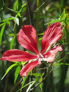 Image of Scarlet Rose-Mallow