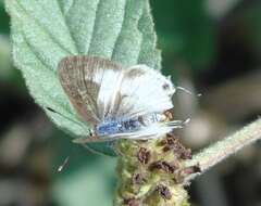 Image of White Scrub-Hairstreak